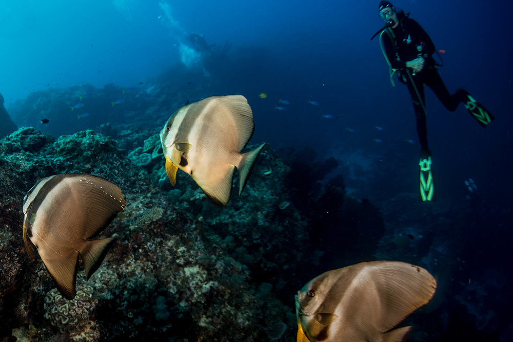 Дайвинг сафари Соломоновы острова - лучшее за 10 ночей